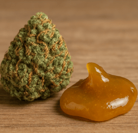 Rosin und Cannabisbl&uuml;te